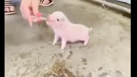 little pig, very sincere and beautiful