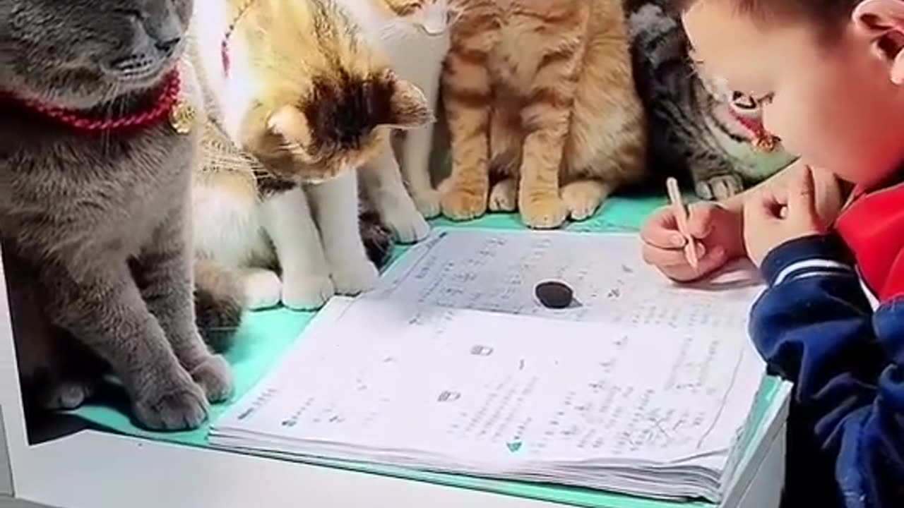 Cute cats trolling their owner