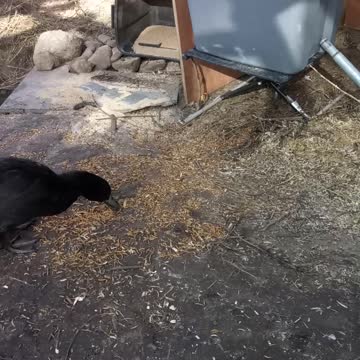 Ducks cayuga and white egg layers