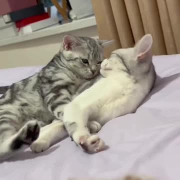 Cats being cats 😍😍