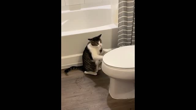 Funny cats / Don't try to hold back Laughter /Just look Funny Cats Life