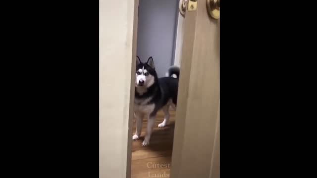 cute and funny animals