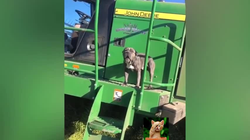 best of 2021 - top funny pet videos - try not to laugh