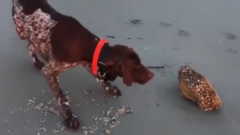 Intruder! Intruder!