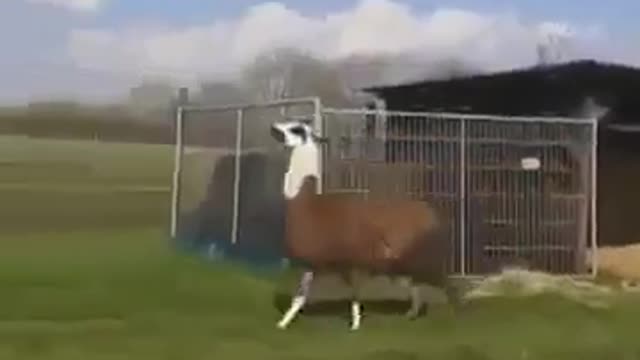 FUNNY VIDEO OF LAMA DANCING AND JUMPING!!!