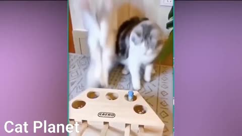 Cats Funny compilation best 2020