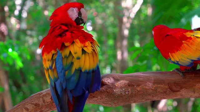 beautiful scarlet macaws on a tree.