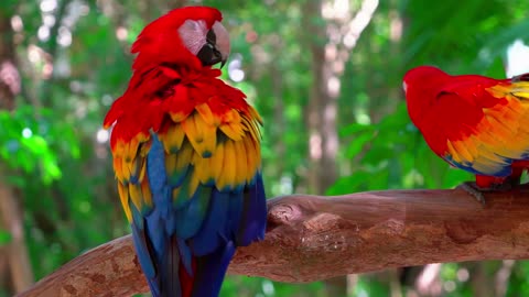 beautiful scarlet macaws on a tree.