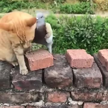 На это можно смотреть ВЕЧНО!! Смешные Кошки и Собаки! 😂😂😂 #Shorts