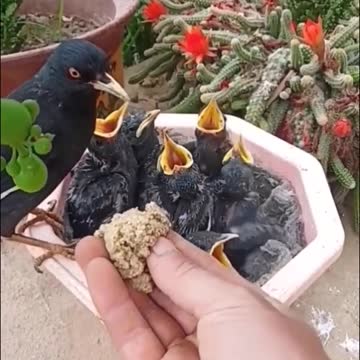 Feeding the birds 2