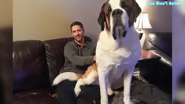 100 BIGGEST DOGS In The World You Won't Believe Your Eyes | World Biggest Dogs