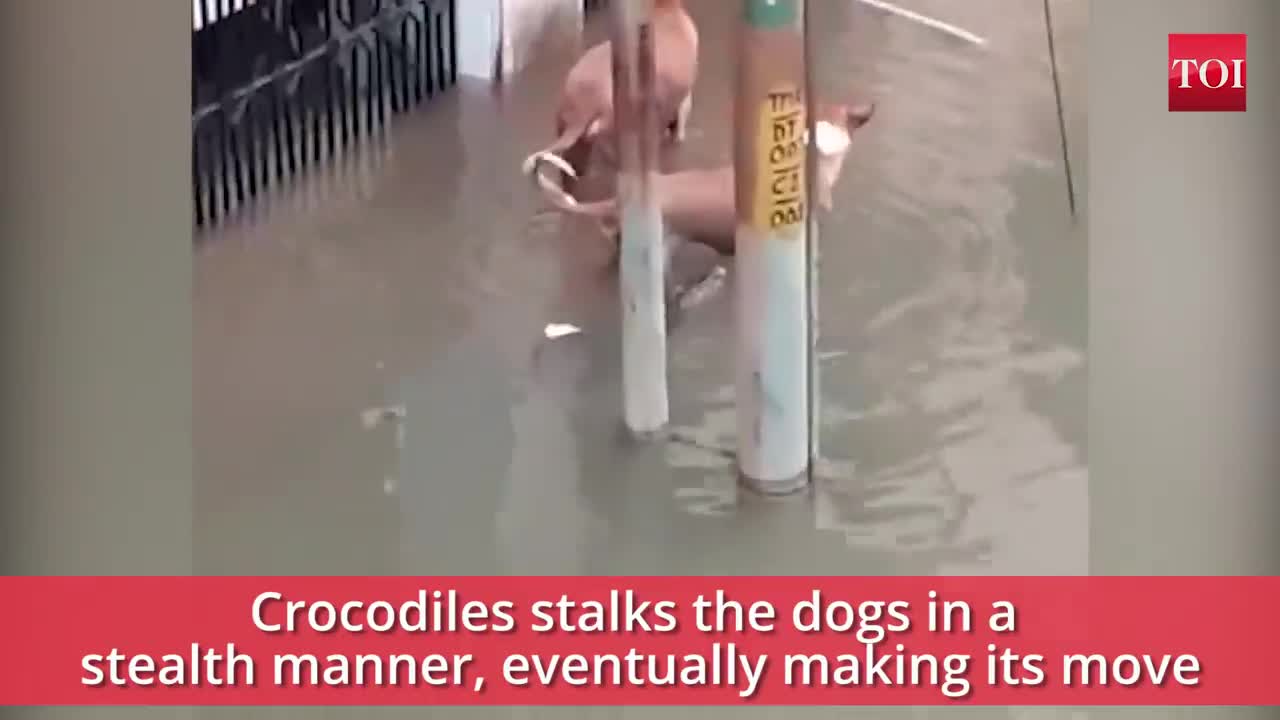 Crocodile on the flooded street attack to Dog