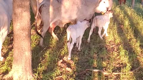 Moving Cattle