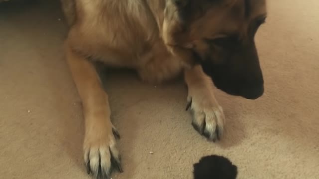 German Shepherd frightened by 2 week old kitten zz