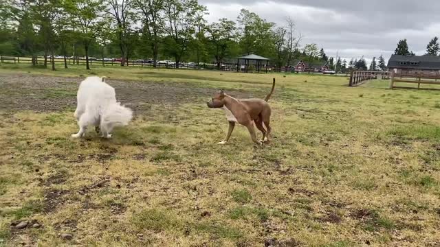 German Shepherd Attacks Pitbull [OFF LEASH PARK] Part 1