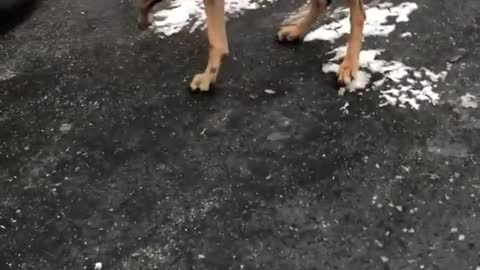 Brown dog grabbing taking groceries inside house