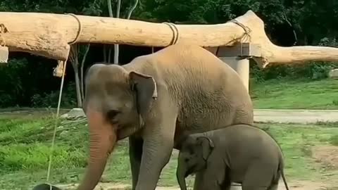 Mommy,help! Iam stuck😒🐘🐘