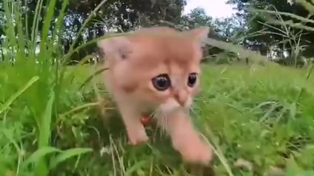 Cute Kitten