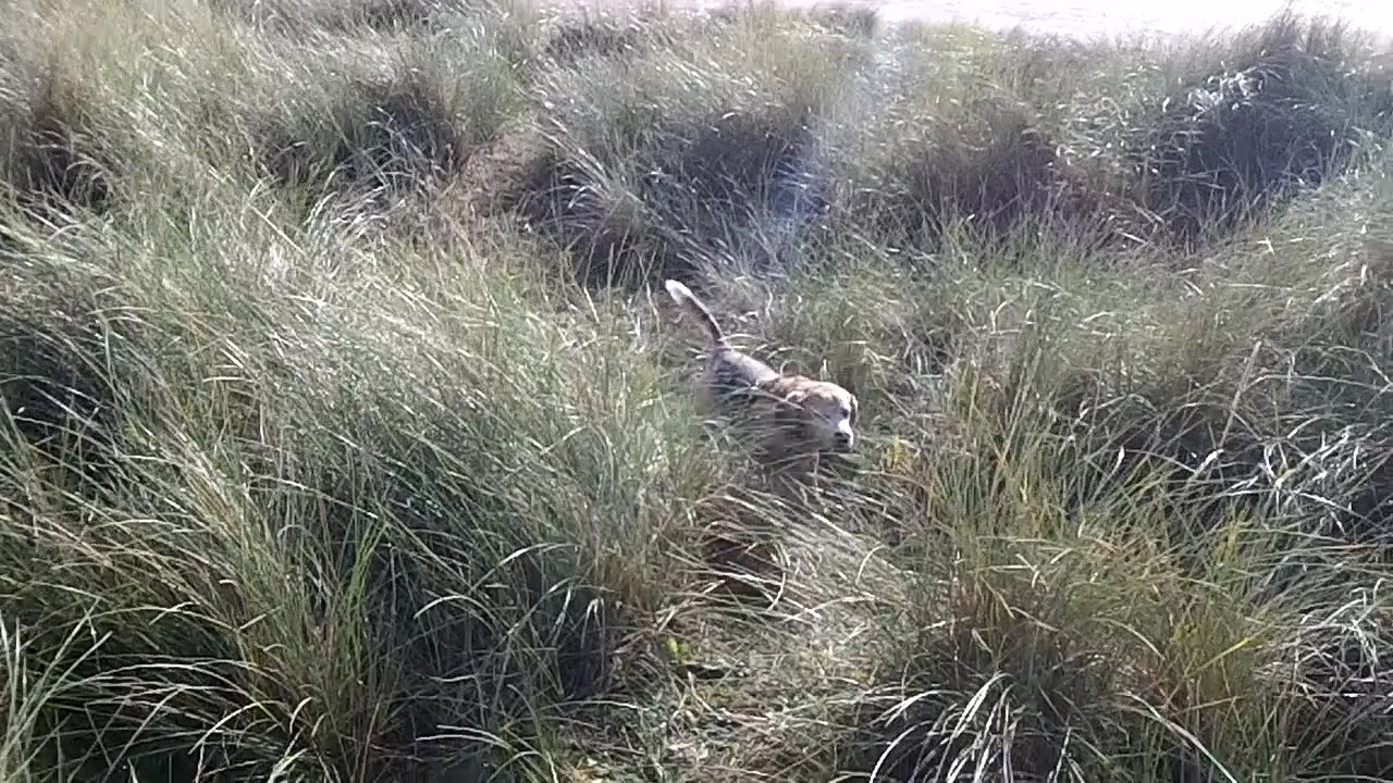 Doggie Diaries #17 - beachcombing after the storm