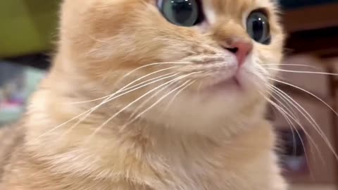 Cute Cats & Funny Cats 😍😍😅😅 #cats #reels #shorts #viral #pets #mmvcats