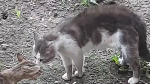 Funny cats "sort things out"