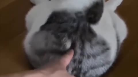 Animal lafing