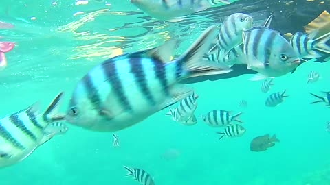 Snorkeling in Okinawa