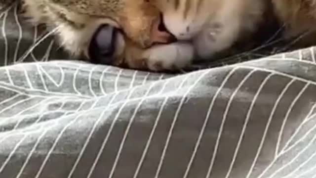 The original animal sleeping position is also so funny!!