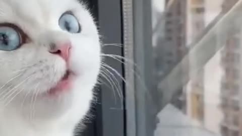 Lovely cat