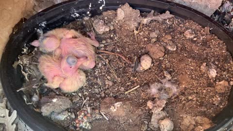 New born Pigeon Baby