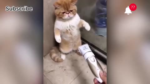 VIRAL FUNNY CAT VIDEO