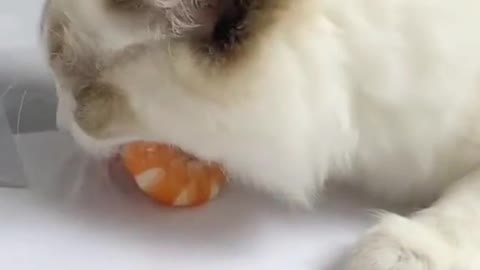 Funny Video