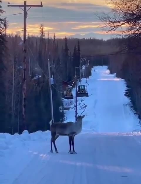 A Caribou Prancing Down A Snowy Road Without A Care In The World