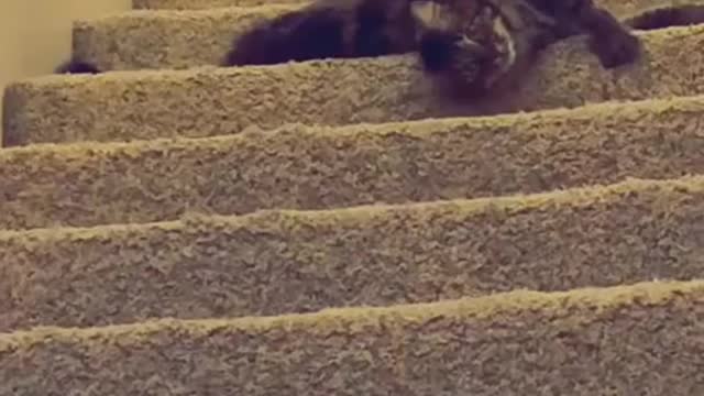 Compilation of funny cat videos #5 - HILARIOUS!