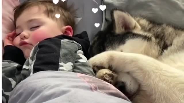 Sleeping with small baby dogs