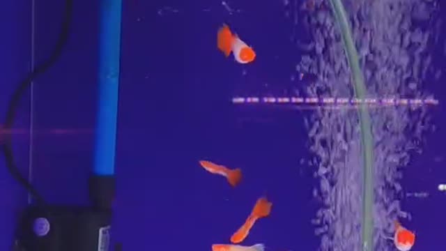 beautiful fish