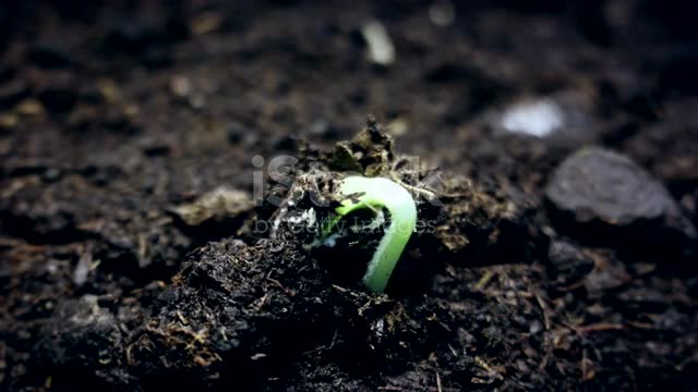Small green plant growing from the ground, springtime summer germination time lapse