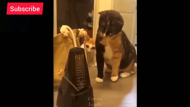 Dog & Cat funny videos