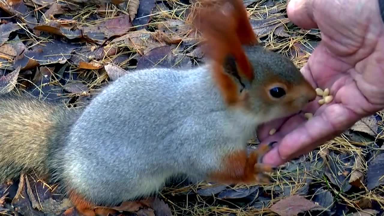 funny animals