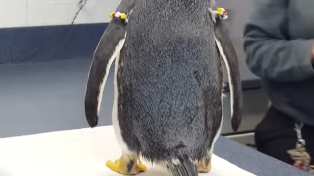 Meeting a Gentoo Penguin