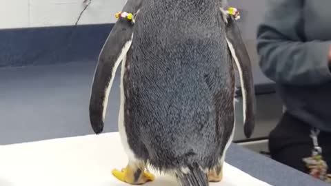 Meeting a Gentoo Penguin