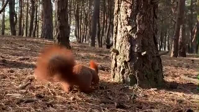 The gentle squirrel is more than a wonderful video