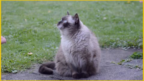 British Shorthair_Cat