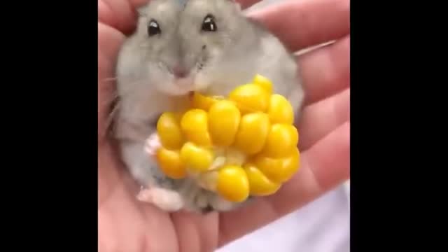 Cute baby animals Videos Compilation cute moment of the animals - Cutest Animals #2