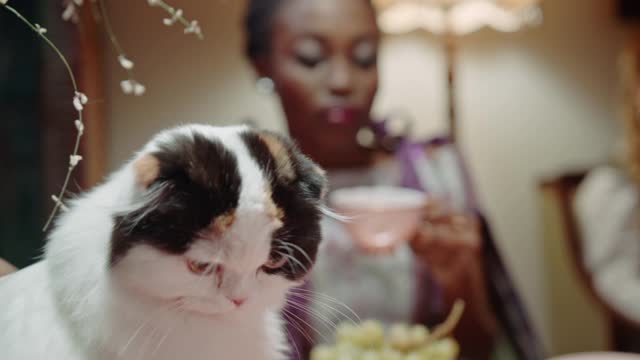 A Woman Petting A Cat While Having Tea