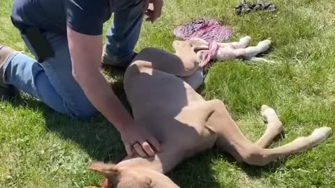 Baby Horse Doesn't Realise He's Born