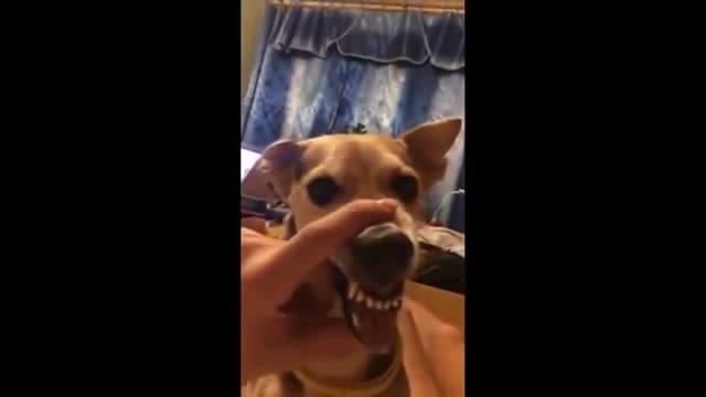 dog talking 😮