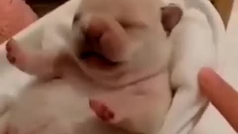 cute_dog_funny_moments