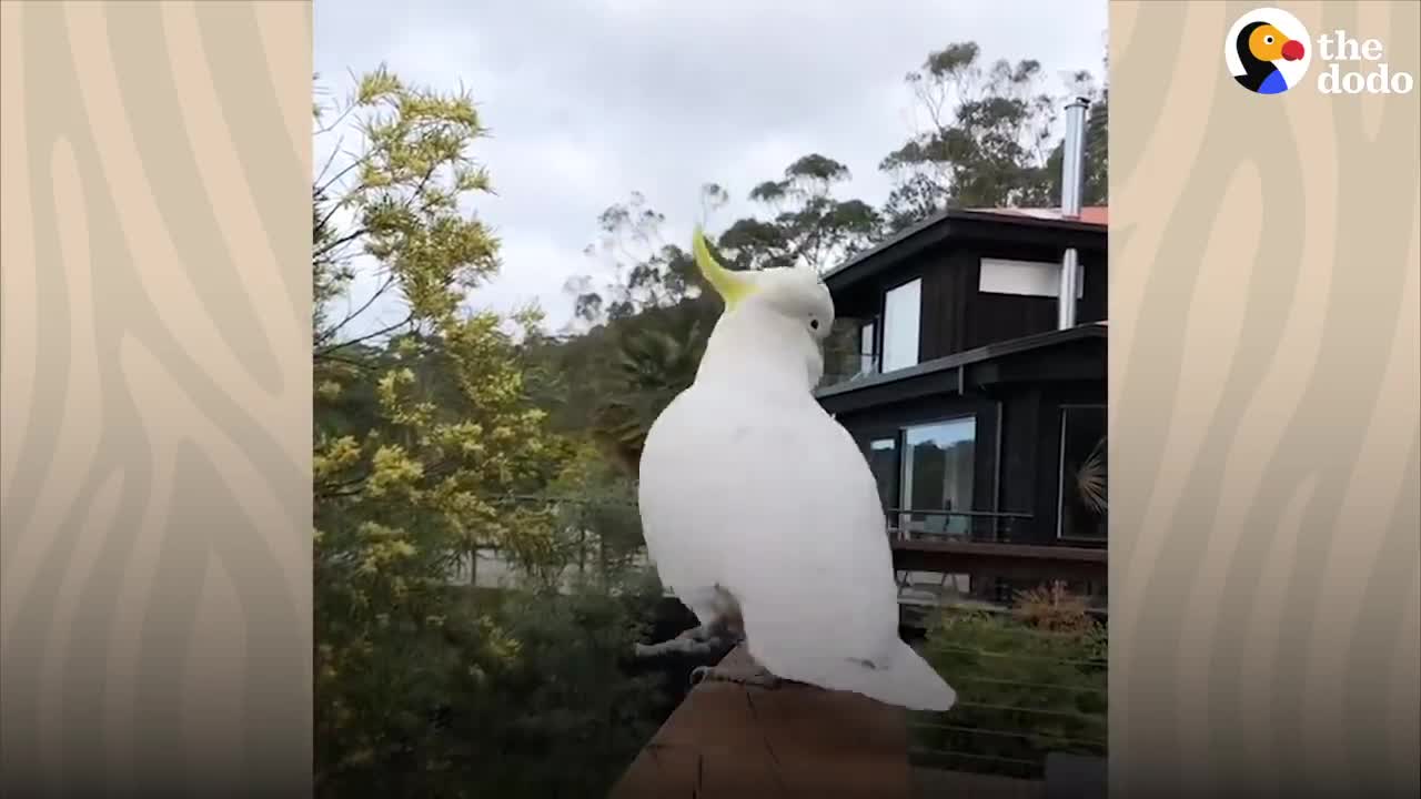 Parrot Brings Girlfriend