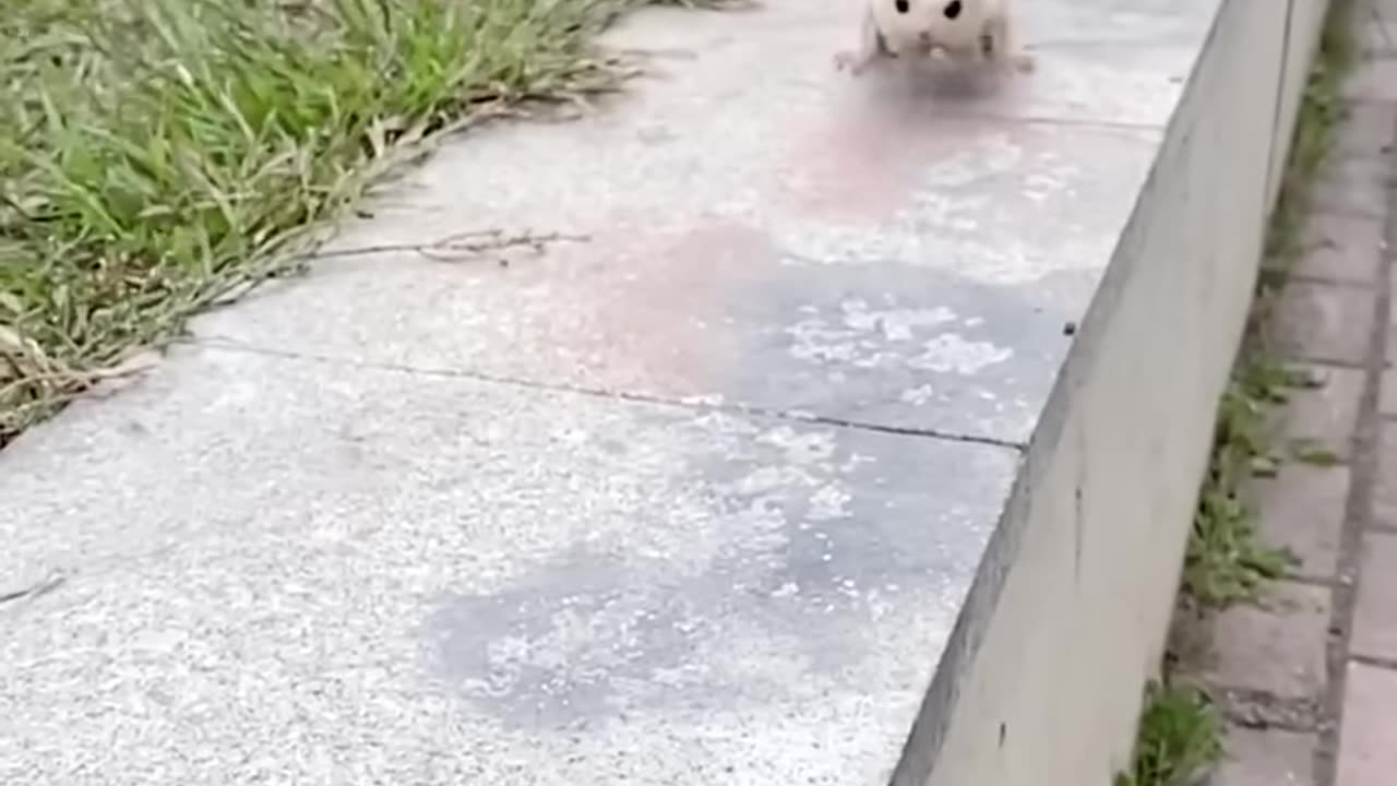 Cute sugar glider pet